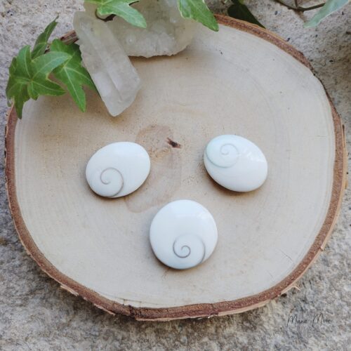 Œil de Sainte-Lucie naturel – talisman marin porte-bonheur, coquillage en spirale protecteur, utilisé en lithothérapie pour l’intuition et la chance.