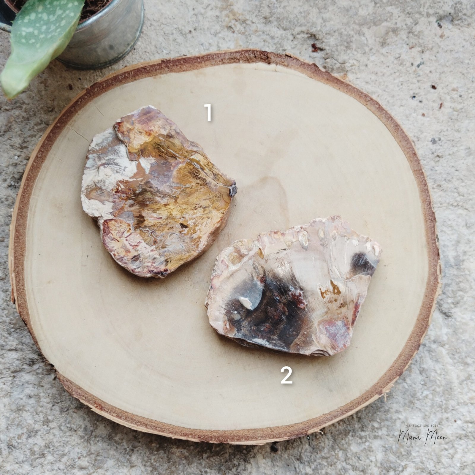BOIS FOSSILISÉ – Image 2